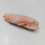 ピンク珊瑚 コイの帯留め
